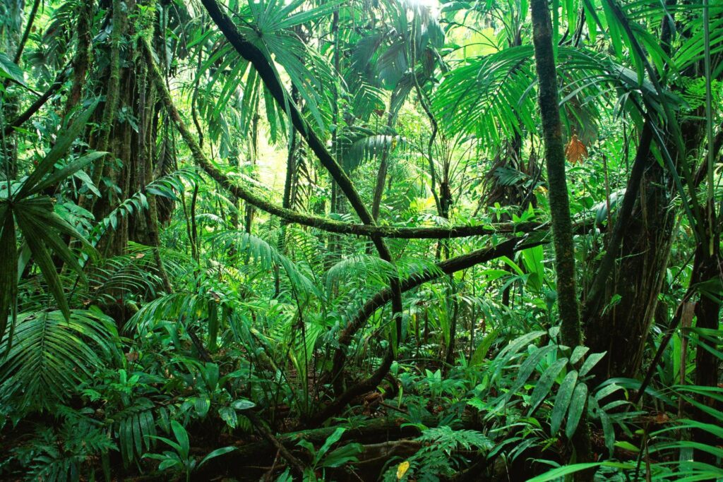 grünes Dickicht als Metapher für den Coaching-Dschungel